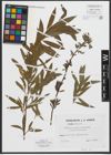 Foto von Salix purpurea L. x Salix viminalis L.